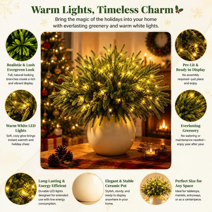 Jexlorani® Everglow Evergreen Pine Tree